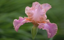 Hybrid iris wallpaper - Irises