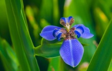 Iris flower photo - Irises