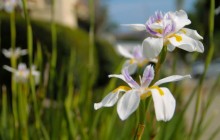 Iris wallpaper - Irises