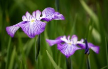 Irises wallpaper - Irises