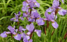 Flowering irises wallpaper - Irises