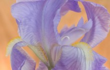 Bearded iris wallpaper - Irises