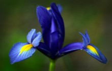 Iris flower images - Irises
