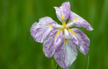 Japanese iris wallpaper - Irises