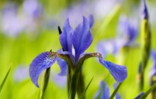 The blue iris wallpaper - Irises