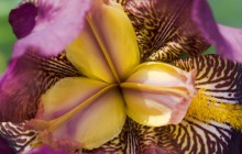 Pink yellow iris flower wallpaper - Irises