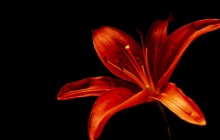 Lily flower wallpaper - Lilies