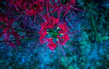 Lycoris, red spider lily wallpaper - Lilies