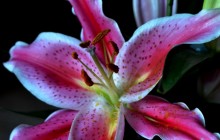 Stargazer lily wallpaper - Lilies