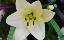 White lily wallpaper - Lilies