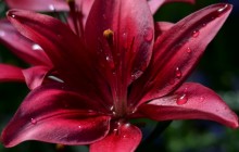 Ruby red lily wallpaper - Lilies