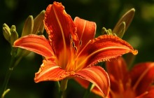 Orange lilies wallpaper - Lilies