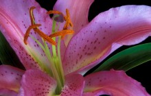 Exotic lily wallpaper - Lilies