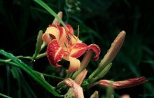 Picture of lily flower - Lilies