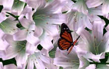 Butterfly and lilies wallpaper - Lilies