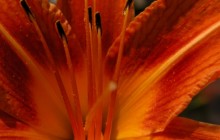 Orange lily wallpaper - Lilies