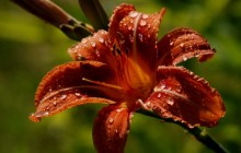 Daylily wallpaper - Lilies