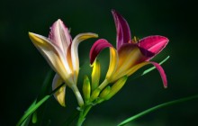 Daylilies wallpaper - Lilies
