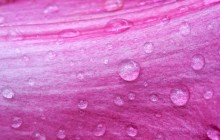 Lily petal droplets wallpaper - Lilies