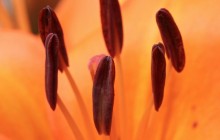 Orange lily stamen wallpaper - Lilies