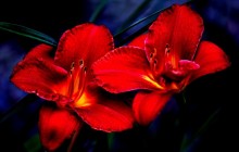 Red lilies wallpaper - Lilies