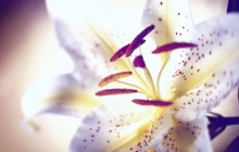 White tiger lily wallpaper - Lilies