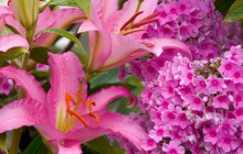Lilies and phlox wallpaper - Lilies