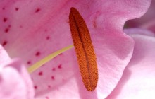 Oriental pink lily pollen wallpaper - Lilies