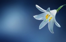 White lily flower wallpaper - Lilies