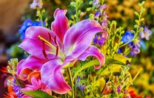 Lily image - Lilies