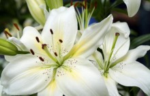 White Lilies wallpaper - Lilies