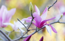 Picture of magnolia - Magnolia