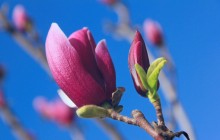 Magnolia flower pictures - Magnolia