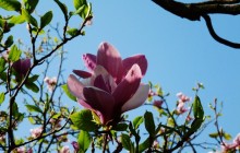 Magnolia tree photos - Magnolia