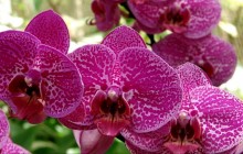 Phalaenopsis orchid wallpaper - Orchids