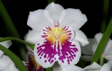 Orchid photo - Orchids