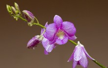 Amazing orchid flowers wallpaper - Orchids