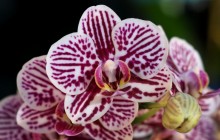 Moth orchids wallpaper - Orchids