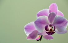 Orchid flower wallpaper - Orchids