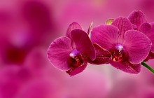 Orchid wallpaper - Orchids