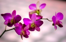 Purple orchid wallpaper - Orchids