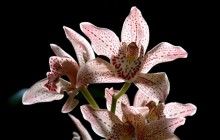 Cymbidium orchid wallpaper - Orchids