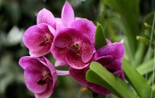 Pink orchid wallpaper - Orchids