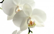 White orchid flower wallpaper - Orchids