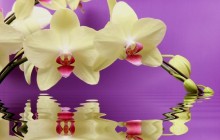 Orchid flower wallpaper hd - Orchids
