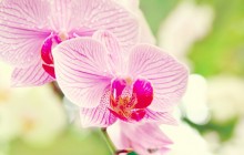 Beautiful orchid flower wallpaper - Orchids