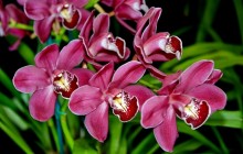 Orchid flower wallpaper desktop - Orchids