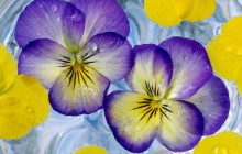 Floating Viola wallpaper - Pansies