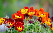 Red pansies viola tricolor - Pansies