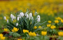 Snowdrops images - Snowdrops